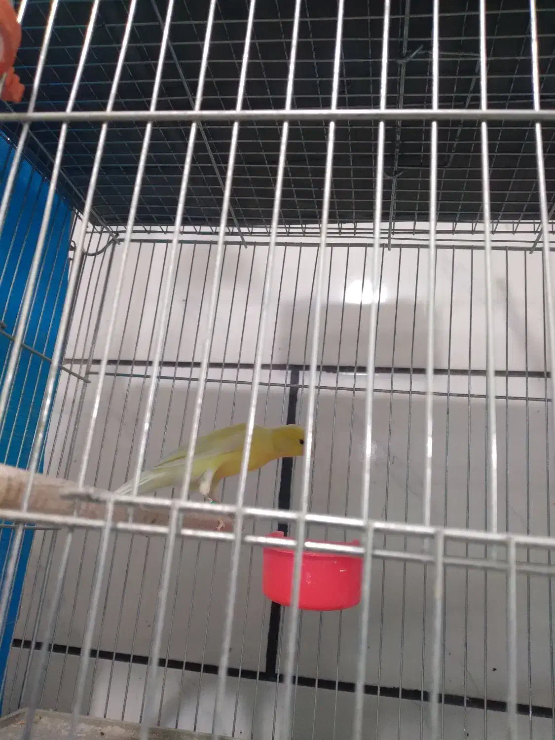 قناری بلند|پرنده|فولادشهر, مسکن مهر فولادشهر|دیوار