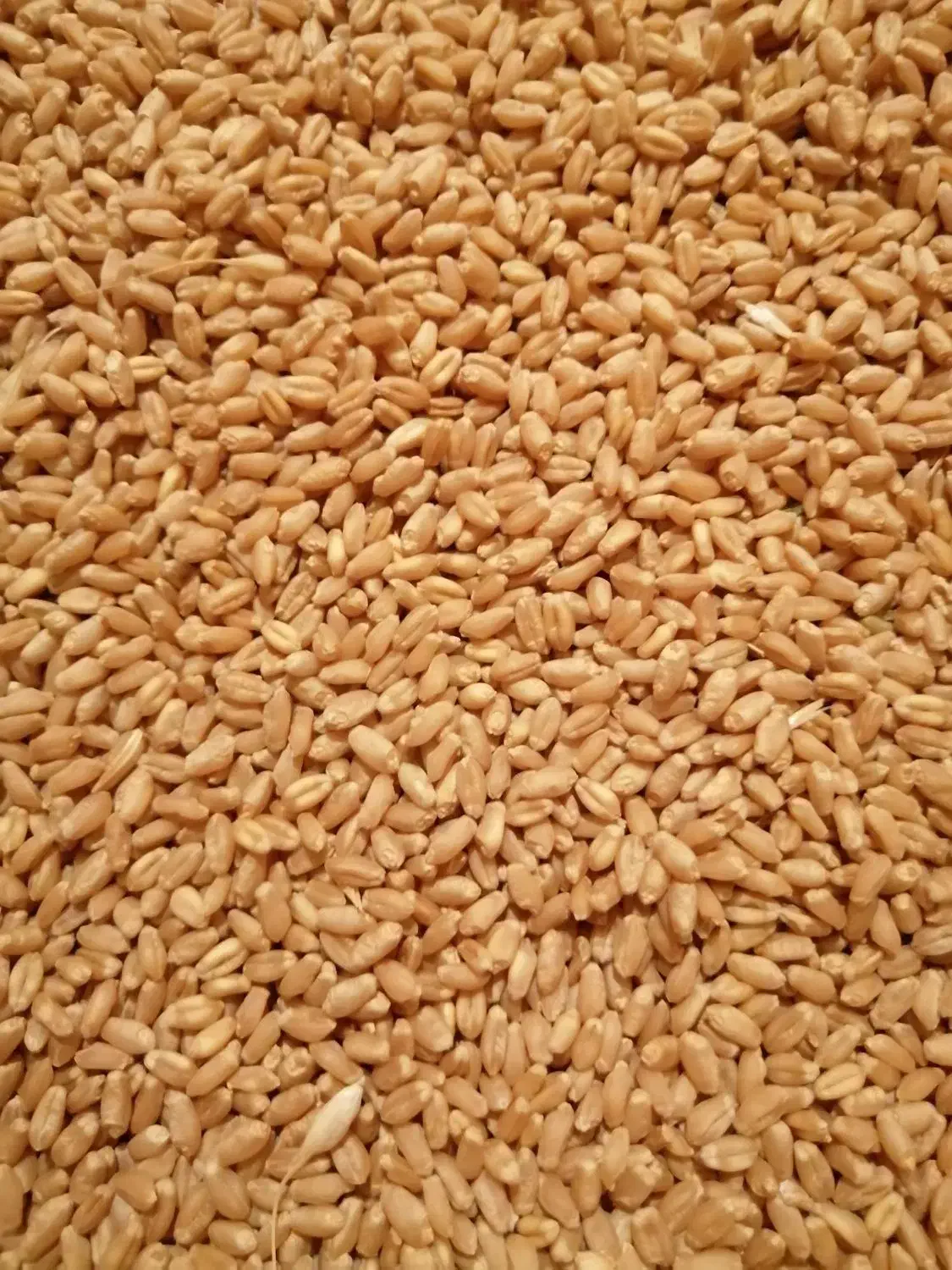 گندم بذر سیروان به مقدار ده تن|خدمات باغبانی و درختکاری|کر, |دیوار