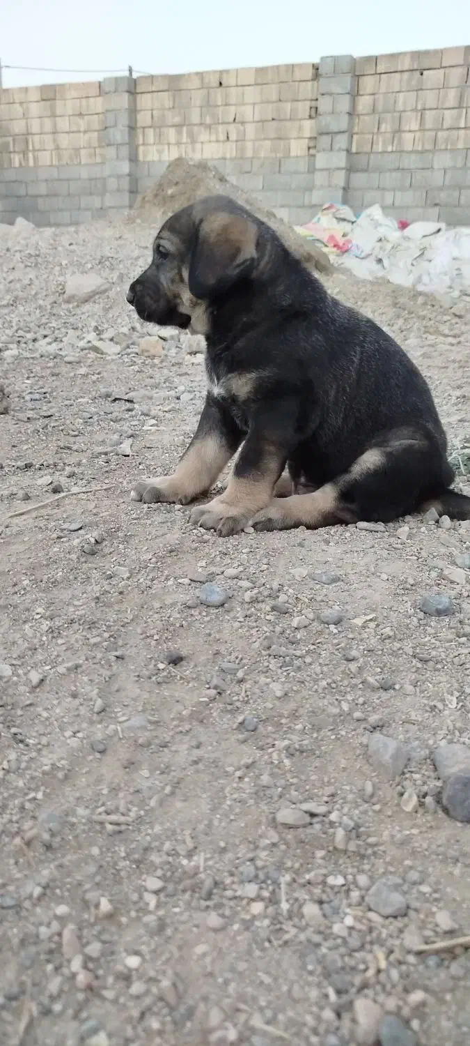 پژدر|سگ|شاهرود, |دیوار