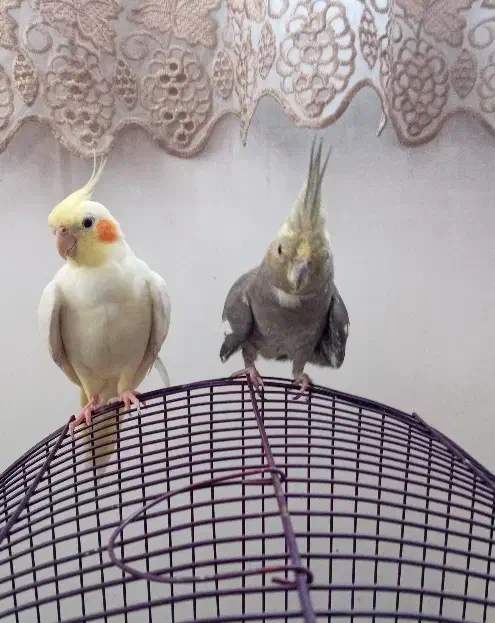 پرنده|پرنده|مرند, |دیوار