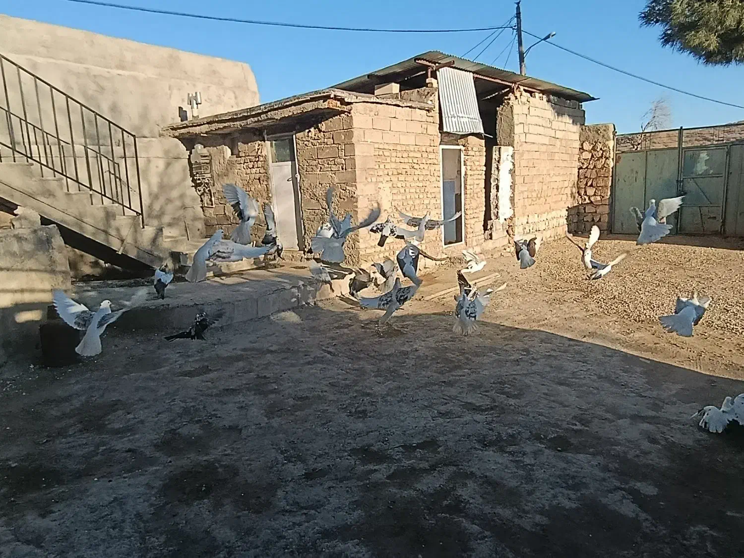 کبوتر|پرنده|چگنی, |دیوار