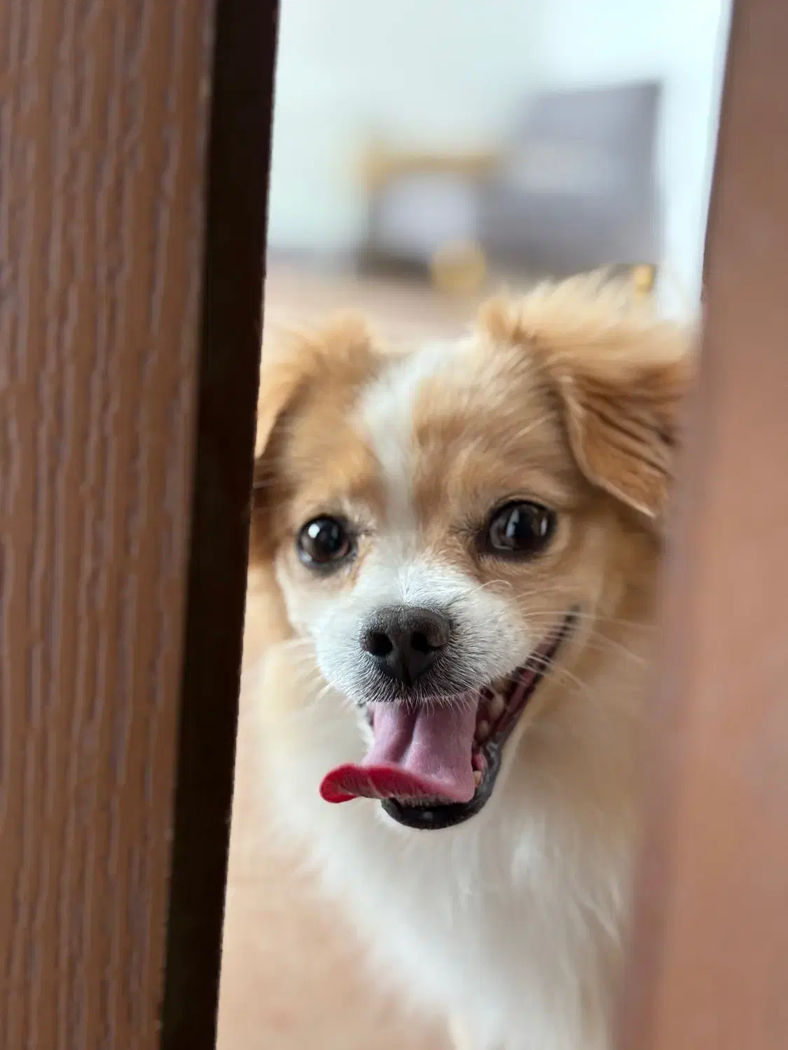 سگ پامرانین|سگ|قره ضیاالدین, |دیوار