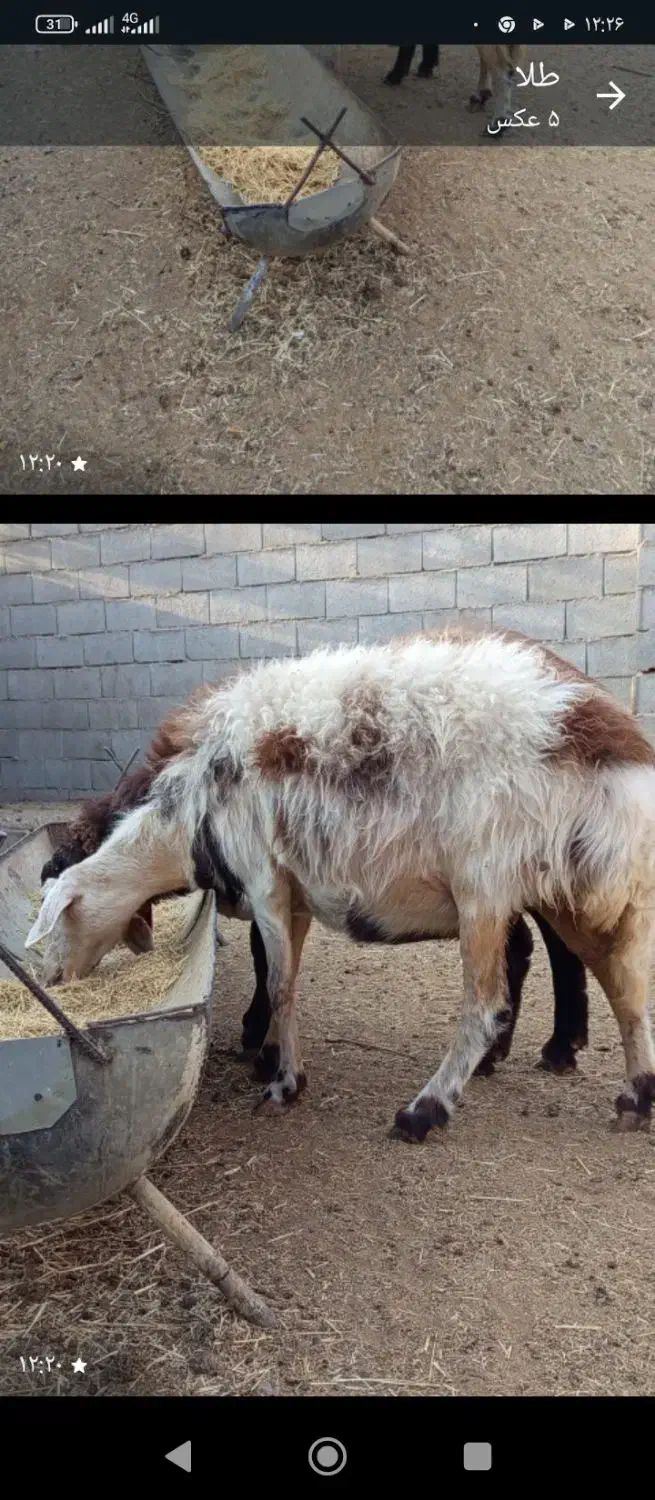 ۲راس میش شیشک بره بز|حیوانات مزرعه|شهرضا, |دیوار