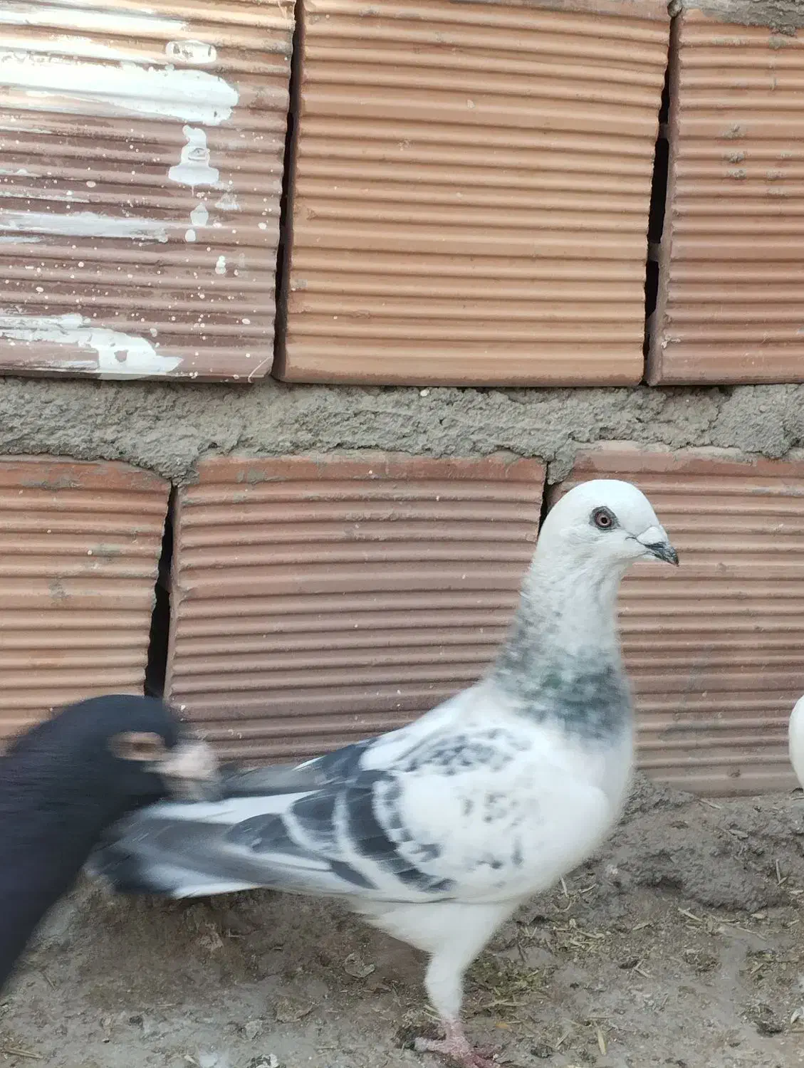 کفتر|پرنده|کرمان, |دیوار