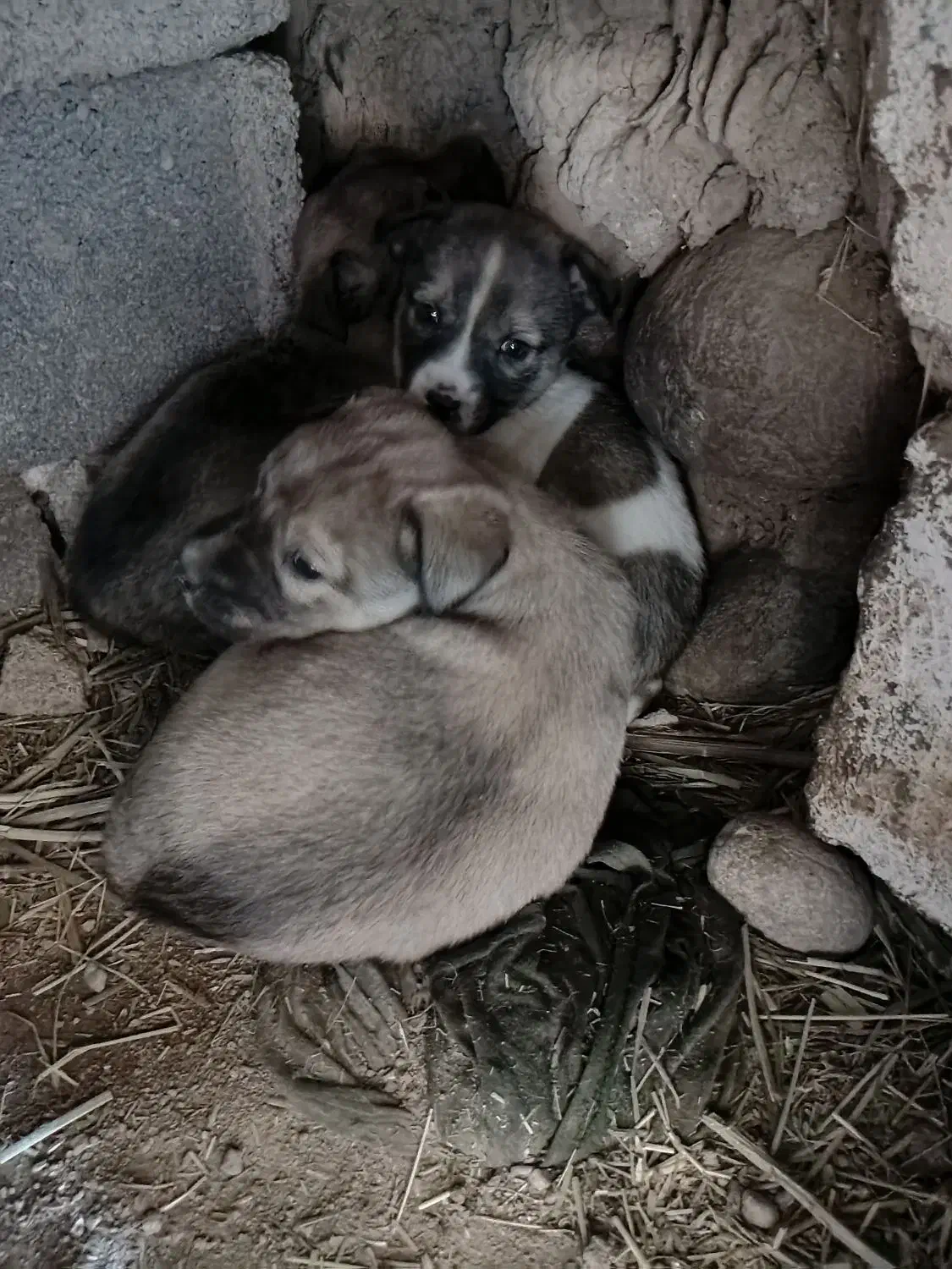 دوتا توله پاکوتاه نر وماده|سگ|نظر کهریزی, |دیوار