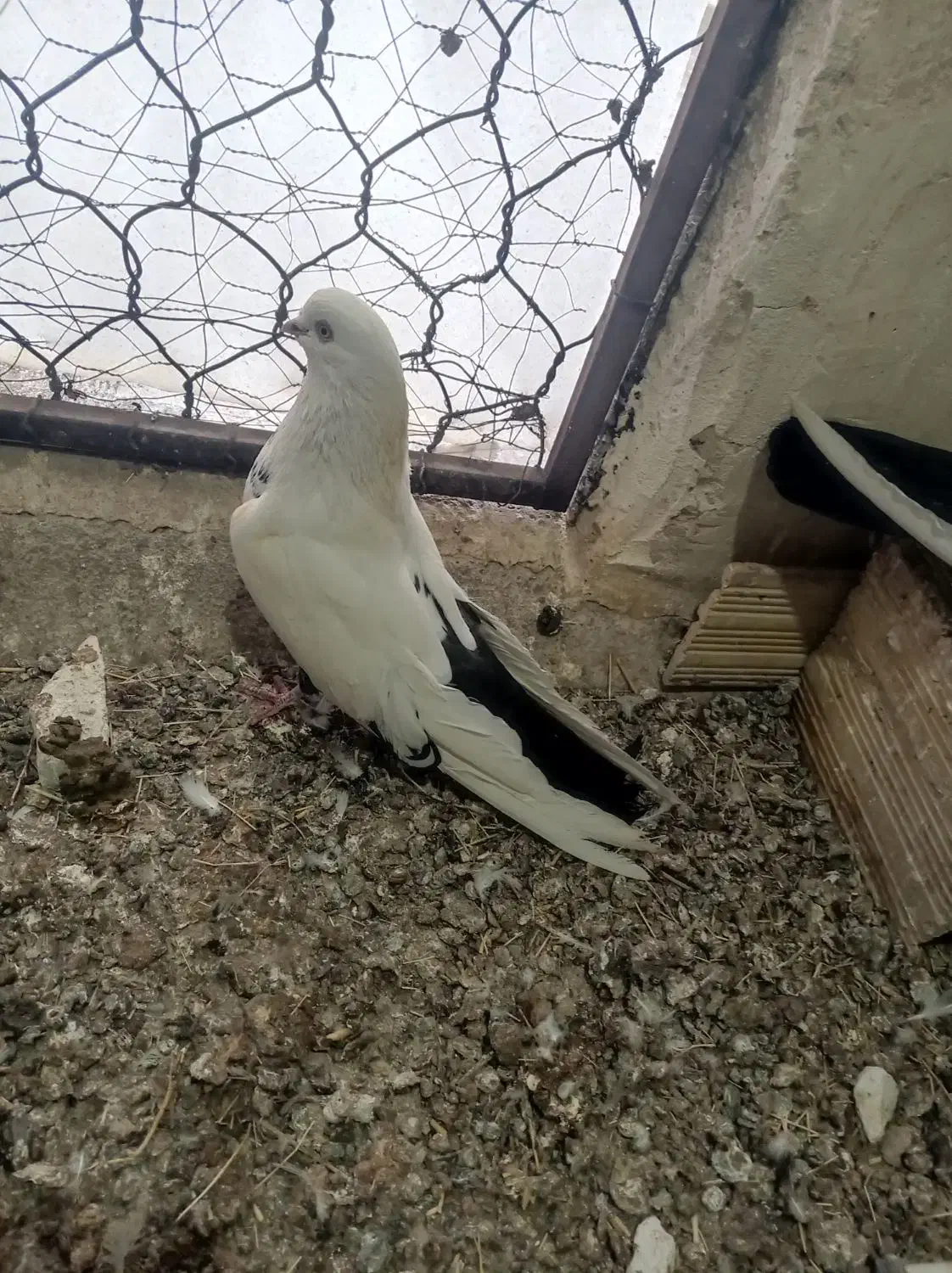 دمبی|پرنده|میانه, |دیوار