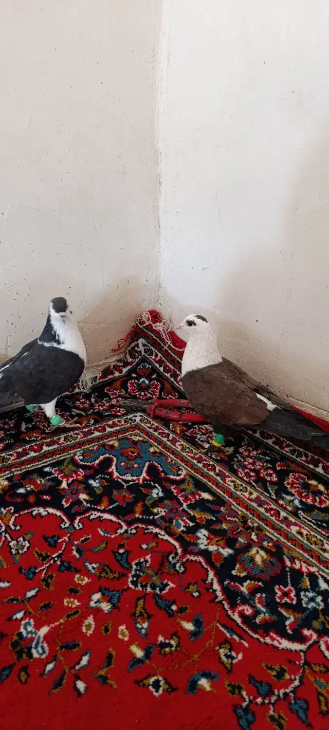 کبوتر مشهدی . لچگی .دوکت .طوقی|پرنده|کرمانشاه, |دیوار