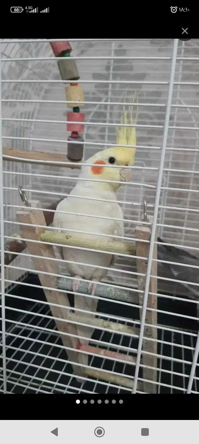 عروس هلندی|پرنده|تهران, جیحون|دیوار