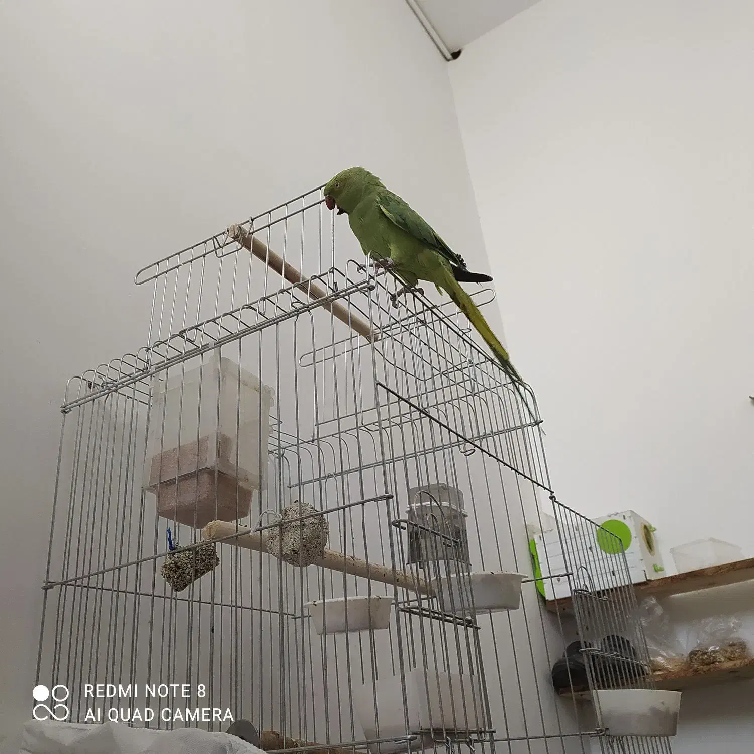 طوطی ملنگو دستی سخنگو|پرنده|بیرجند, |دیوار