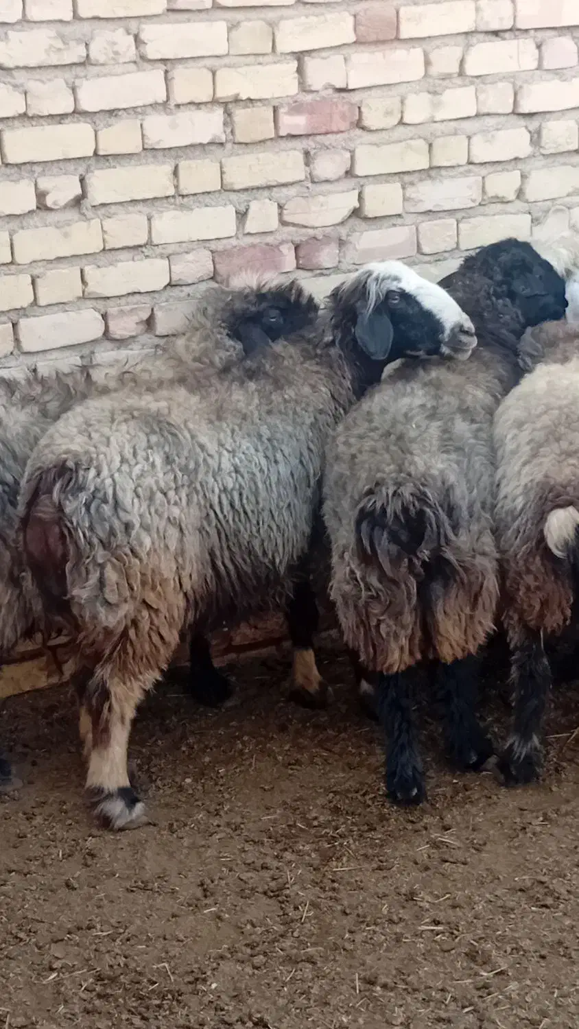 فروش میش آبستن ترکی|حیوانات مزرعه|ارسنجان, |دیوار