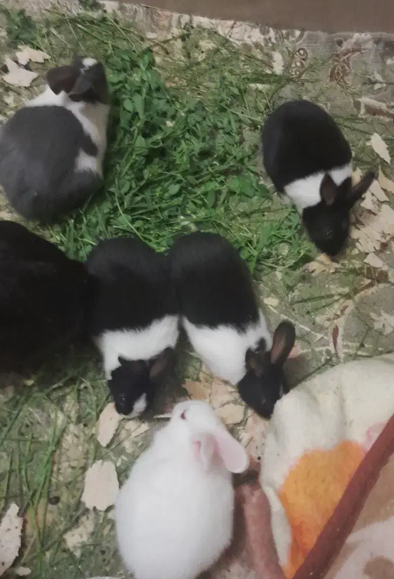 خرگوش|موش و خرگوش|قم, پردیسان|دیوار