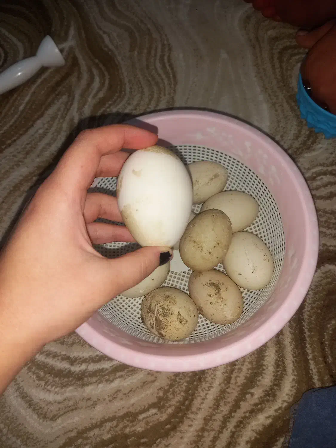 تخم اوردک روسی به شرط نطفه|حیوانات مزرعه|دزفول, |دیوار