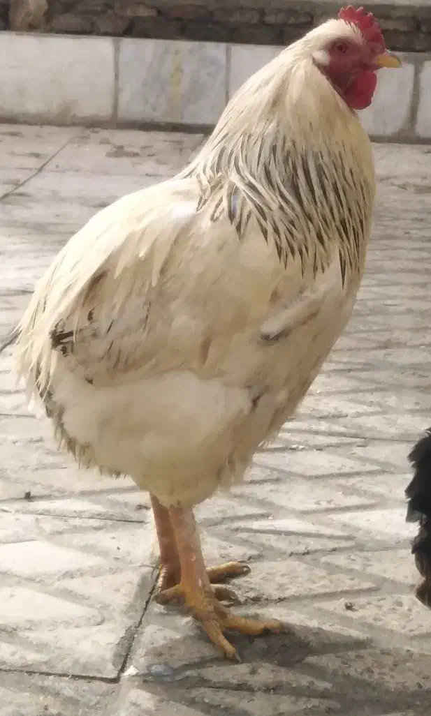 خروس|حیوانات مزرعه|محمدیه-قزوین, |دیوار