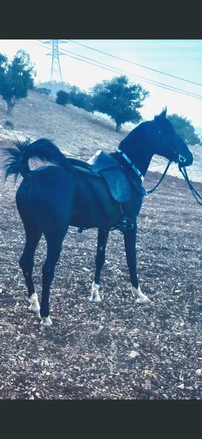 اسب پنچ نیشان کورد اصیل شیشدان|اسب و تجهیزات اسبسواری|ایلام, |دیوار