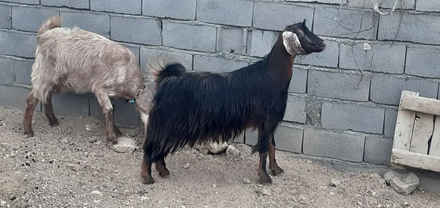 چهار راس بز|حیوانات مزرعه|سنقر, |دیوار