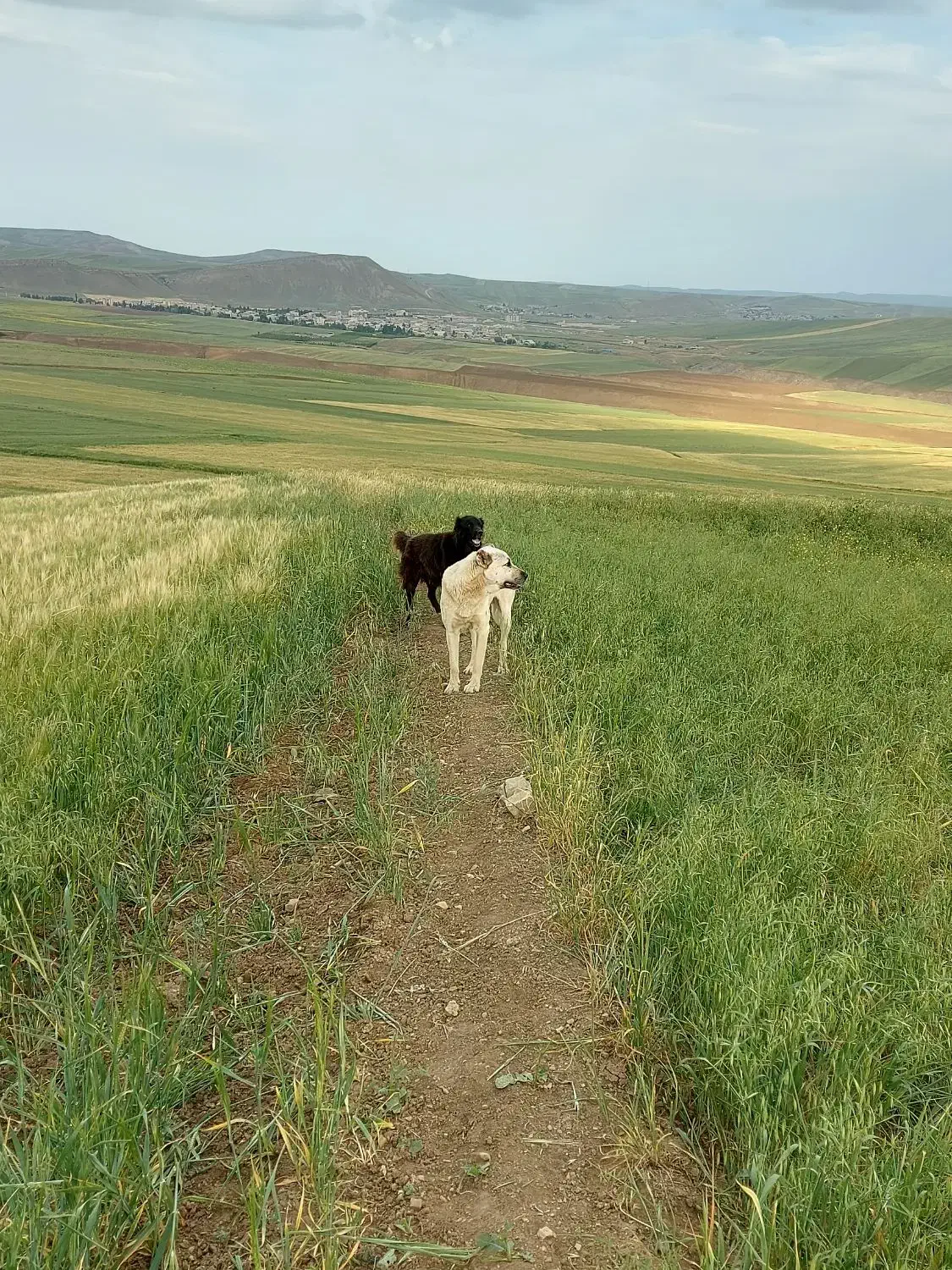 سگ گمشده|سگ|گرمی, |دیوار