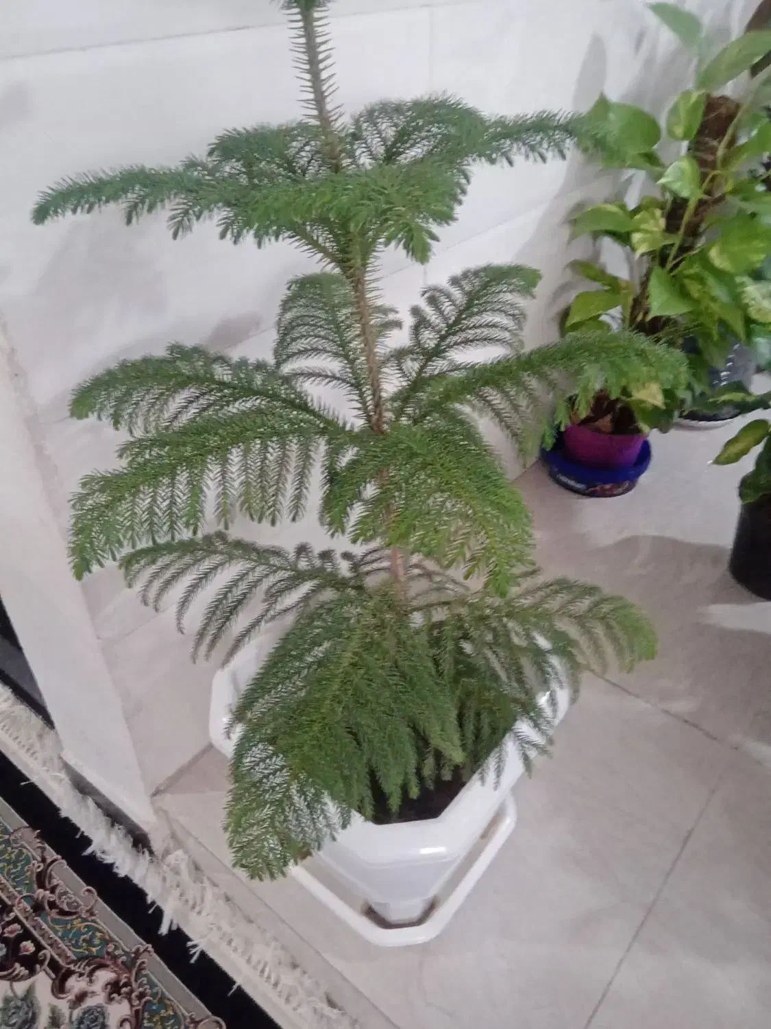 کاج مطبق|گل و گیاه طبیعی|سرپل ذهاب, |دیوار