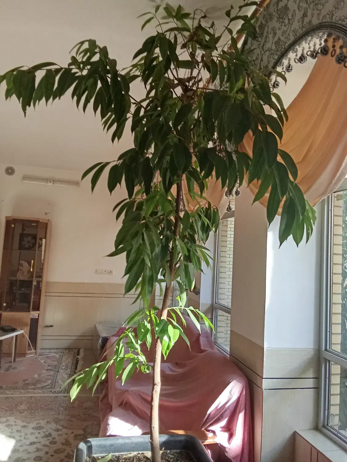 گل طبیعی مجلسی سالنی|گل و گیاه طبیعی|نجفآباد, شهید رجایی|دیوار