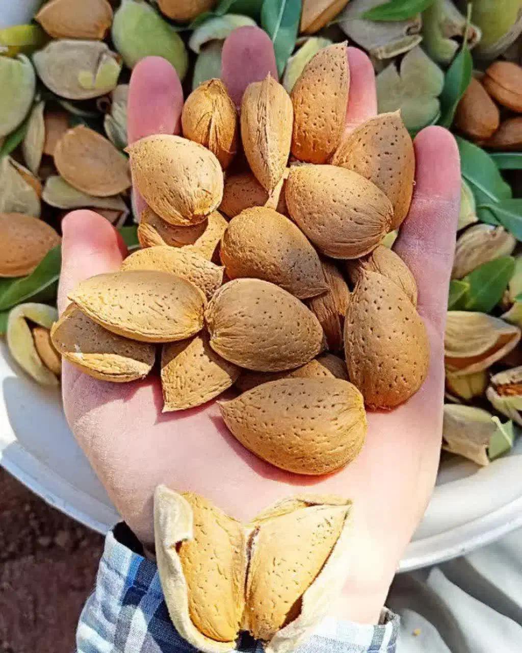 بادام صادارتی|خوردنی و آشامیدنی|قم, شهرک مهدیه|دیوار