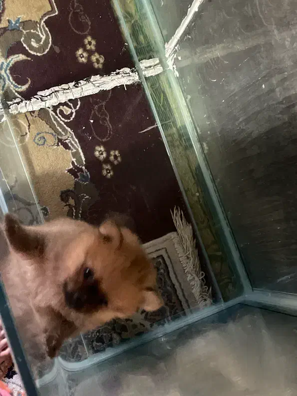 سگ پامر|سگ|بندرعباس, |دیوار