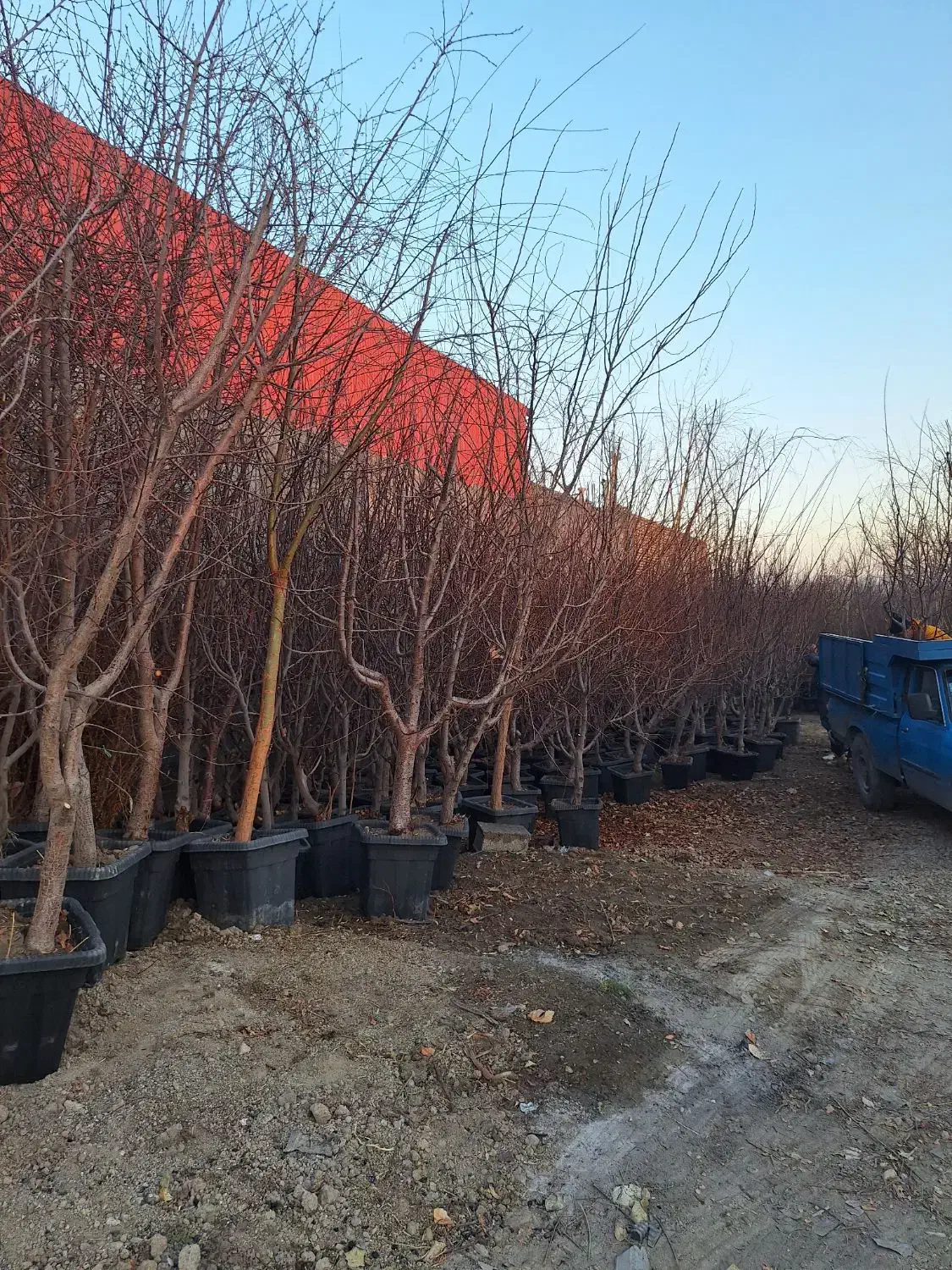 نهال ودرخت روتبال و گلدانی و ریشه ایی نهالستان|خدمات باغبانی و درختکاری|برخوار, |دیوار