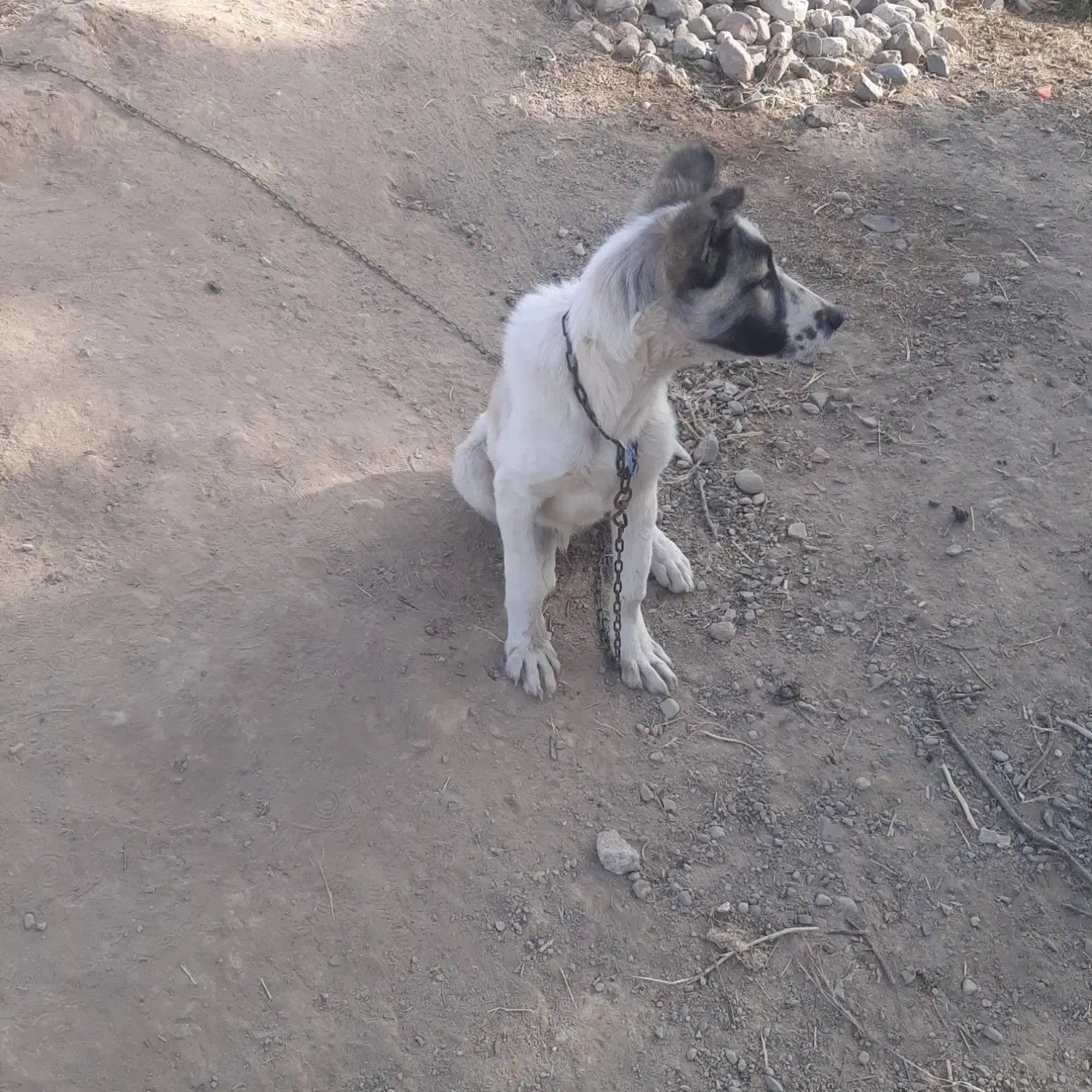 سگ نر سرابی هفت ماهه|سگ|صوفیان, |دیوار