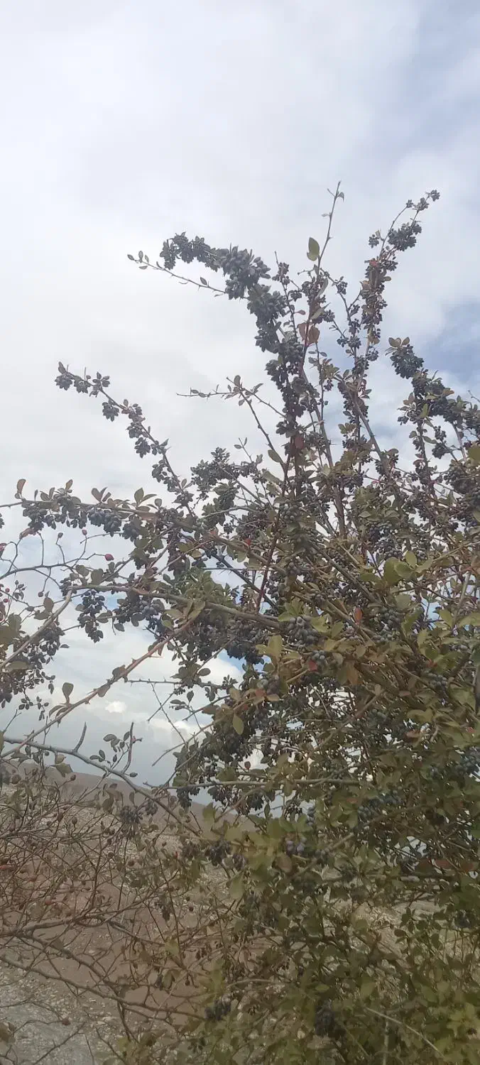 نهال زرشک سیاه بی دانه (تیل)|خدمات باغبانی و درختکاری|تسوج, |دیوار