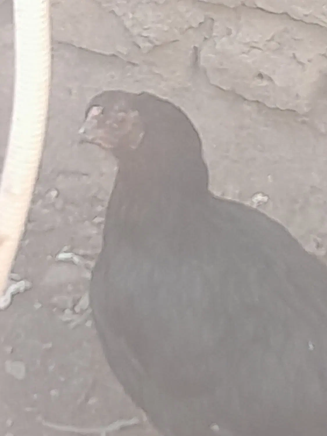 جوجه بوقلمون . بوقِلمون مرغ لارئ|حیوانات مزرعه|نیشابور, رنج آباد|دیوار