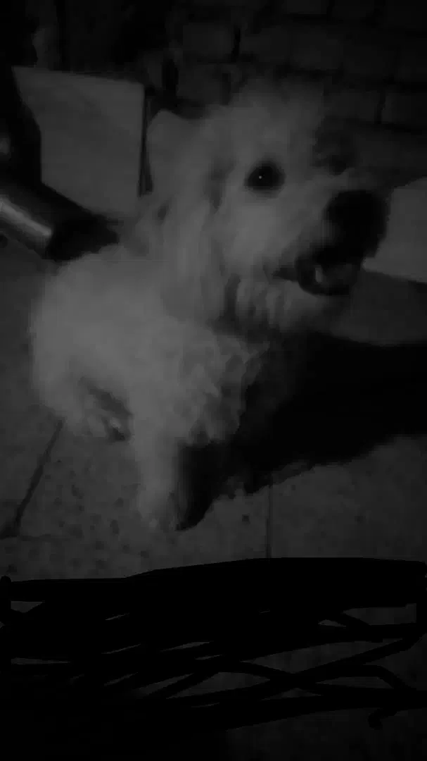 سگه بامزه بازی گوش|سگ|ایرانشهر, |دیوار