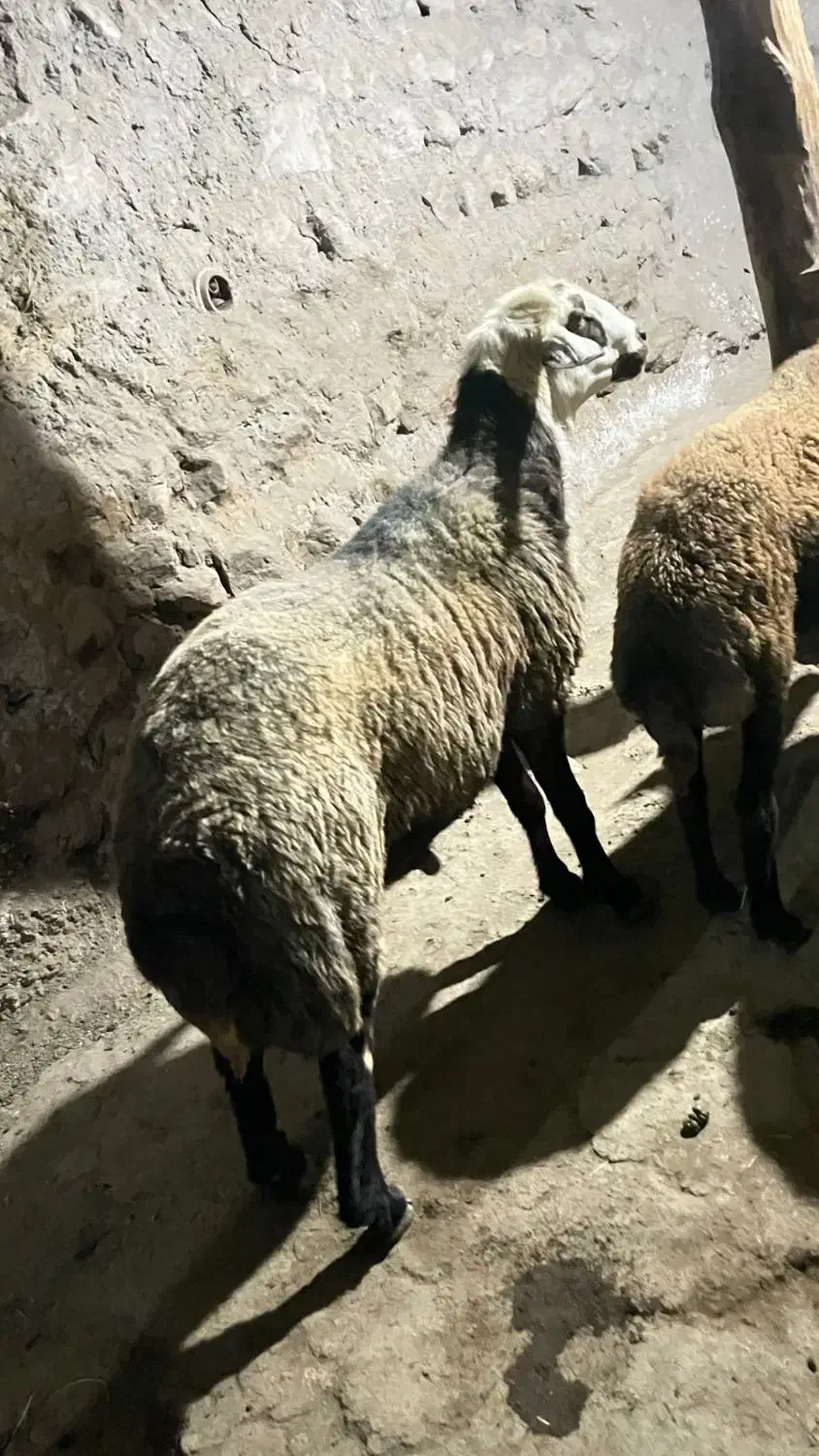 قوچ جوان و کاملا سلامت سرحال، نژاد افشار|حیوانات مزرعه|کوثر, |دیوار