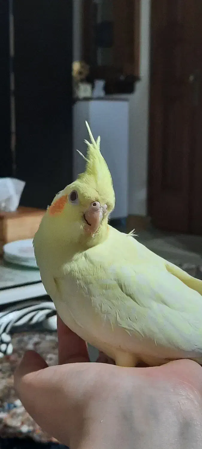 عروس چهار ماهه|پرنده|رشت, گلسار|دیوار