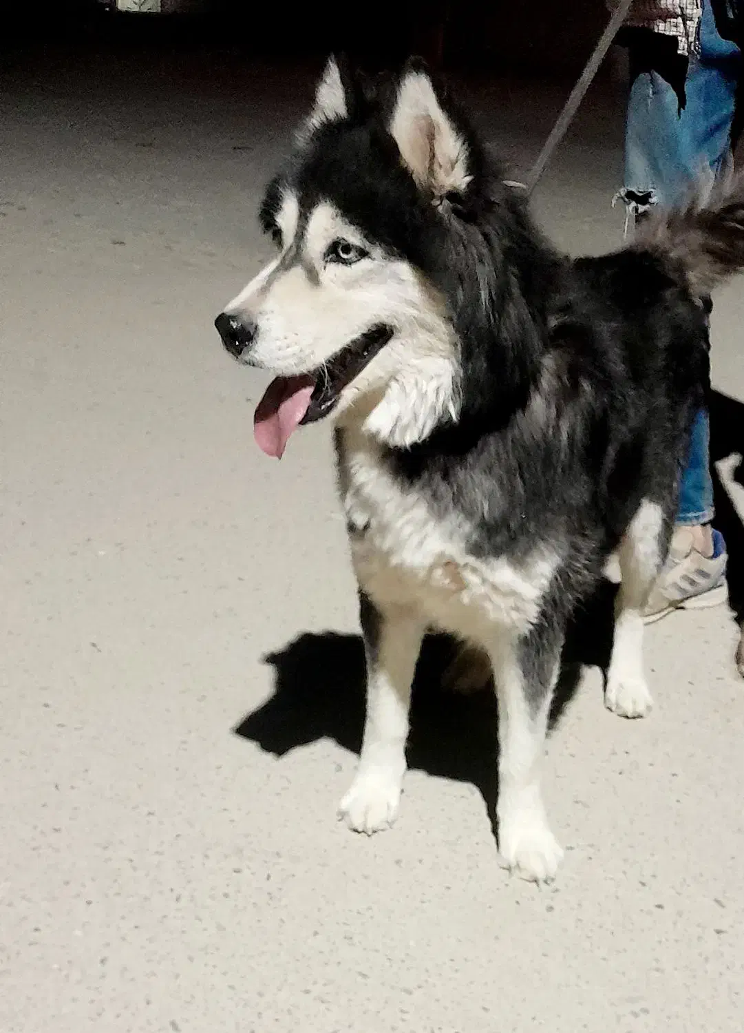 هاسکی (سیبرین)|سگ|ورامین, ورامین|دیوار