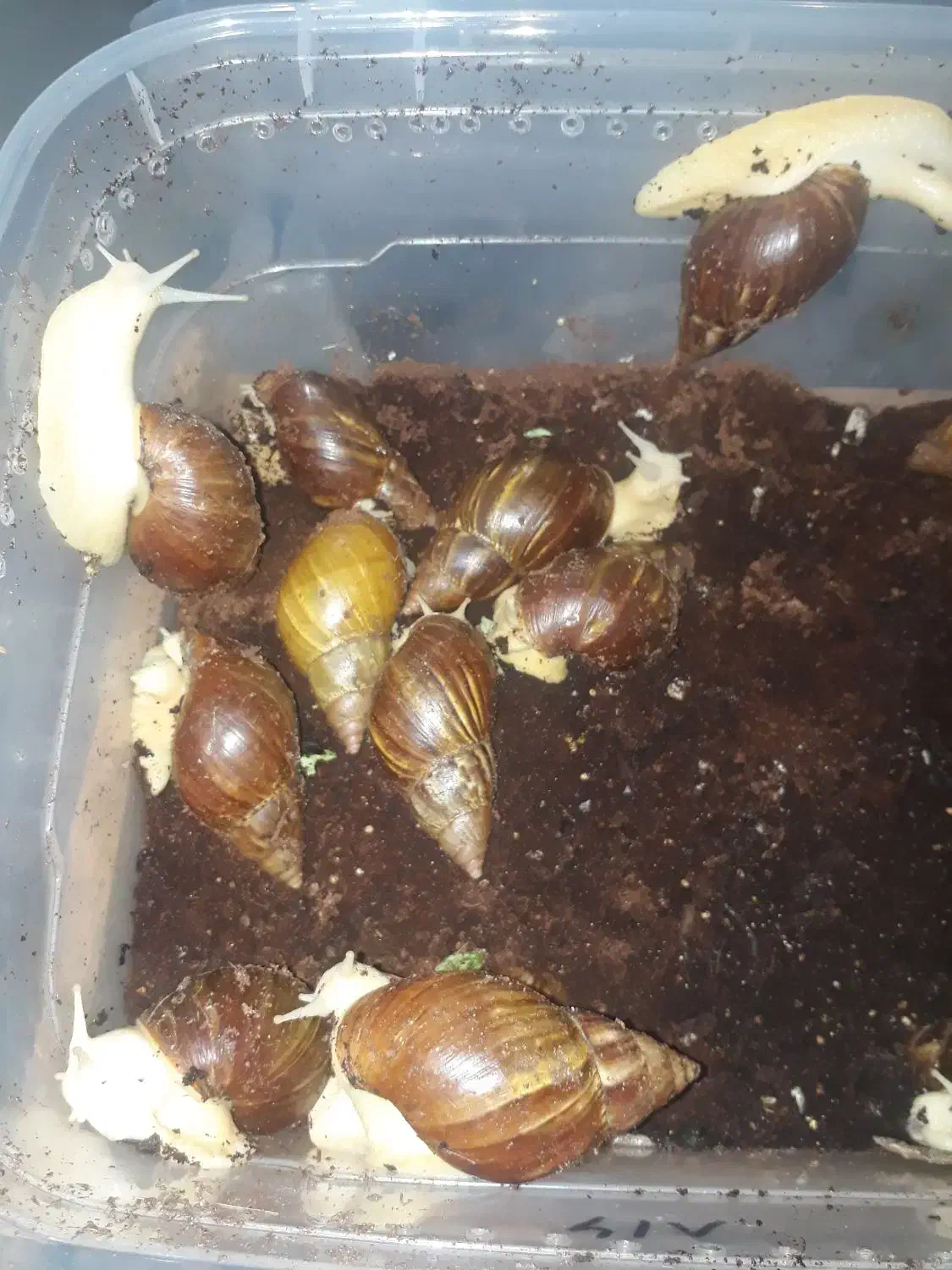 حلزون البینو افریقایی|خزنده|تهران, دربند|دیوار