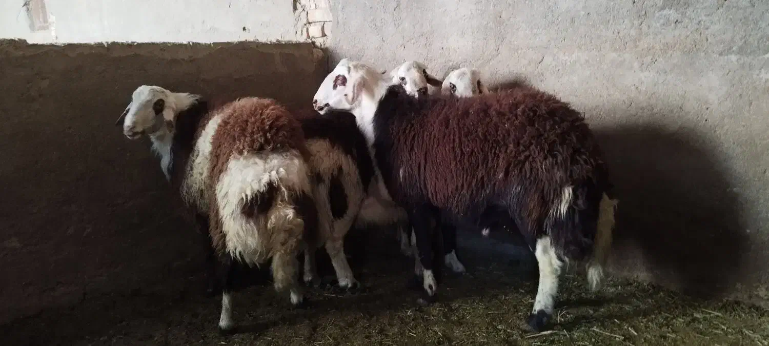 بره قوچ پلنگی|حیوانات مزرعه|ملایر, |دیوار