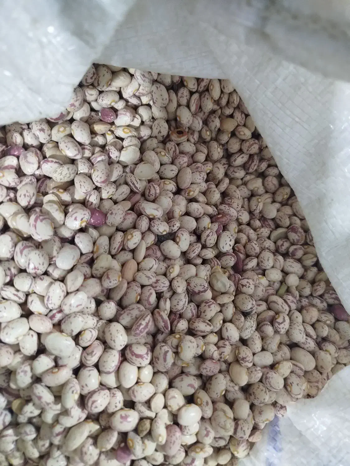 فروش لوبیا چیتی|خوردنی و آشامیدنی|بهمن صغاد, |دیوار