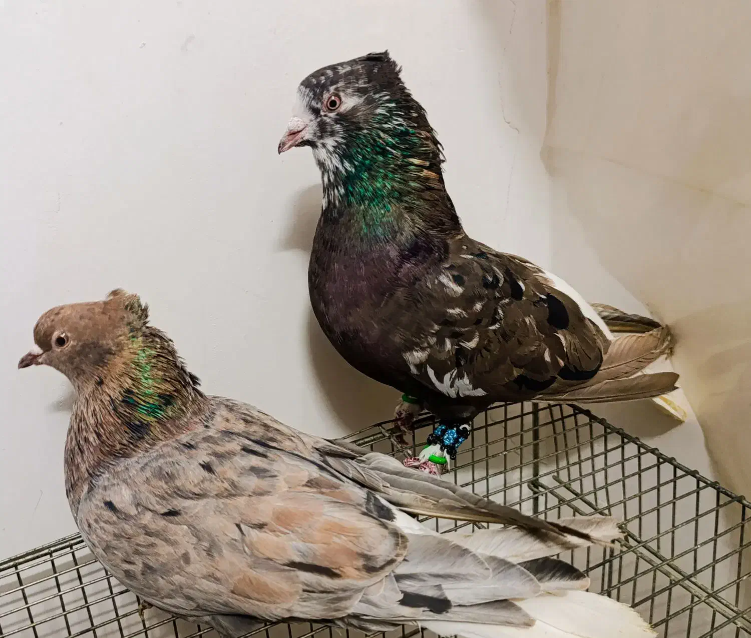 کبوتر هفترنگ دم سفید جفت|پرنده|مشهد, انقلاب|دیوار
