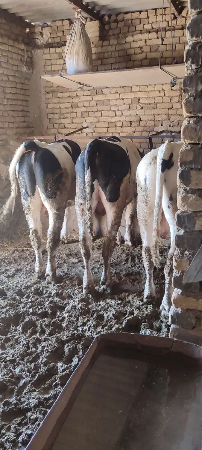 گوساله پروار|حیوانات مزرعه|جلگه رخ, |دیوار