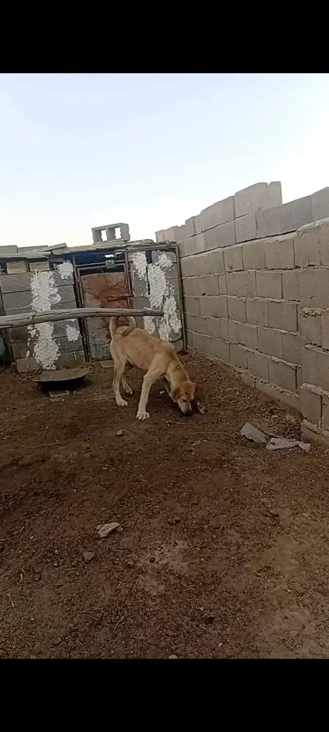 سگ گم شده در بین روستای شاهتپه ویاریجان خالصه|سگ|میاندوآب, |دیوار