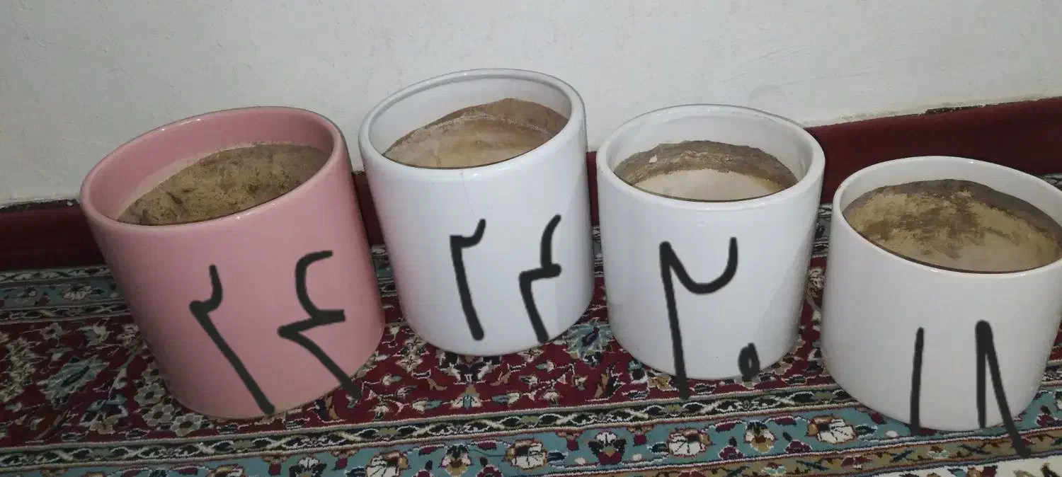 گلدان|گل و گیاه طبیعی|اهواز, فاز ۱ پادادشهر|دیوار