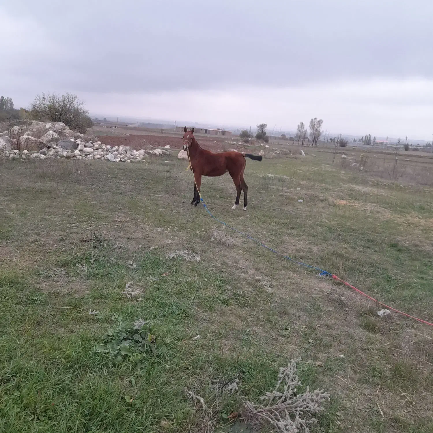 کره مادیون کرد|اسب و تجهیزات اسب‌سواری|سرعین, |دیوار