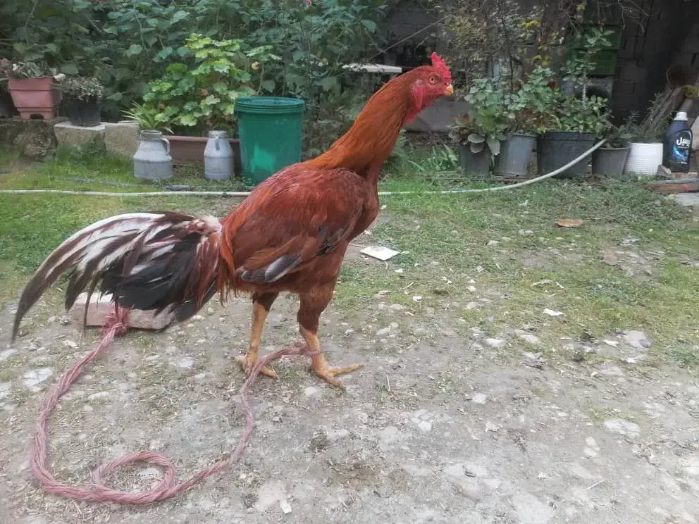 پرنده  خروس لاری|حیوانات مزرعه|سورک, |دیوار