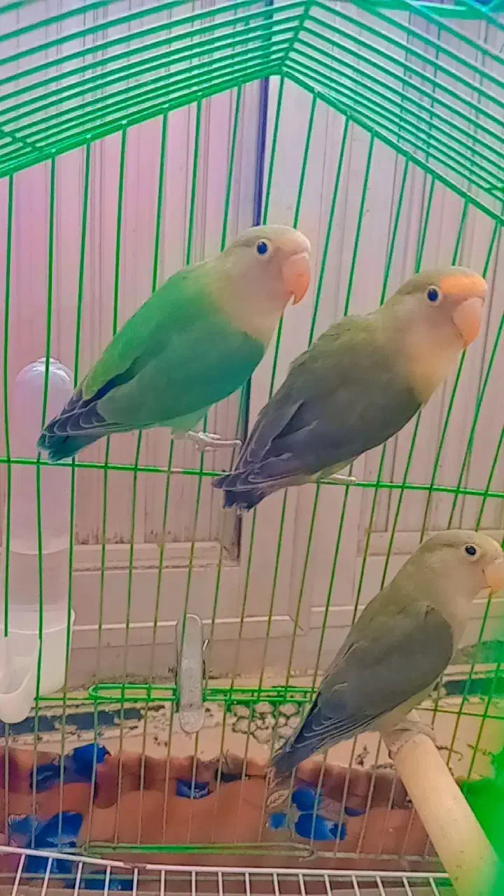 سه عدد طوطی برزیلی|پرنده|خوی, |دیوار