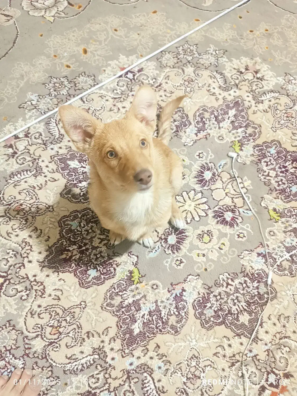 2 قلاده توله سگ پاکوتاه و سرابی|سگ|کرمانشاه, |دیوار