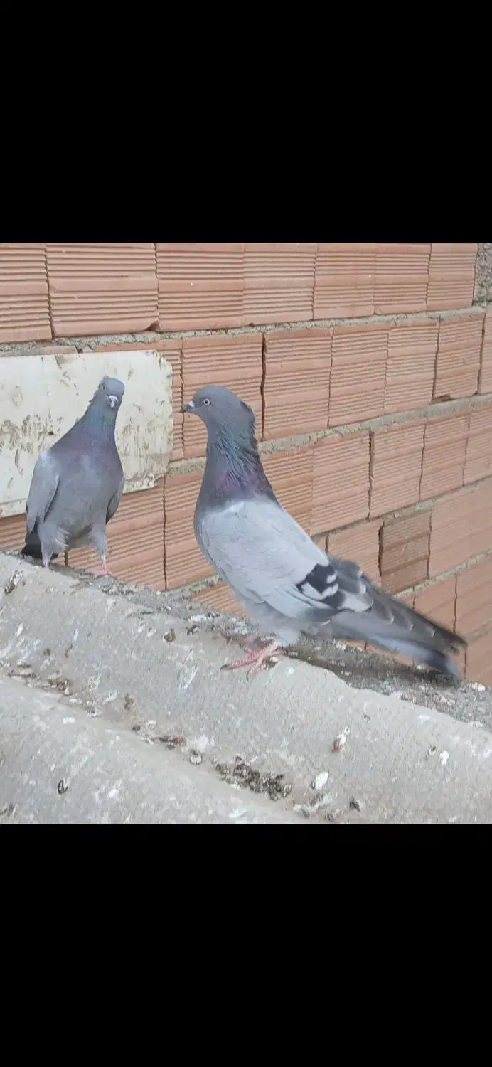 کبوتر|پرنده|پارسآباد, |دیوار