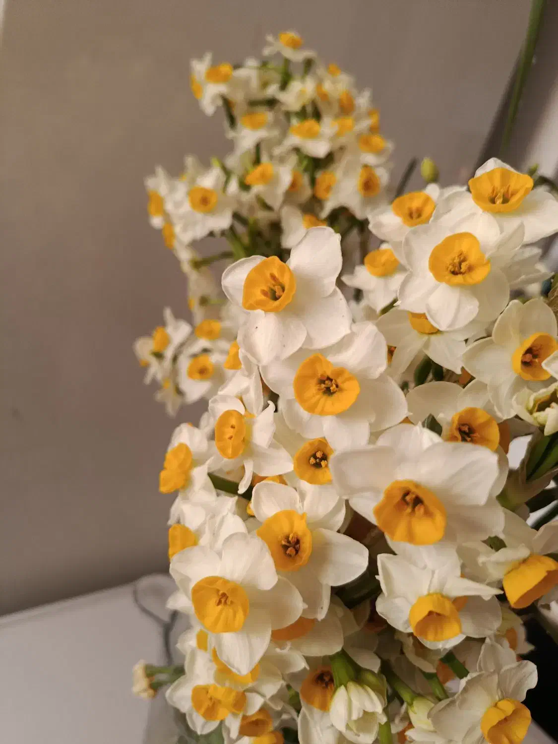 گل نرگس|گل و گیاه طبیعی|بیرجند, |دیوار