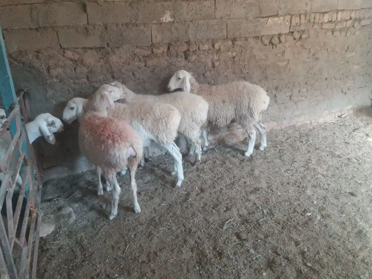 ۴عددبره ماده|حیوانات مزرعه|قائن, |دیوار