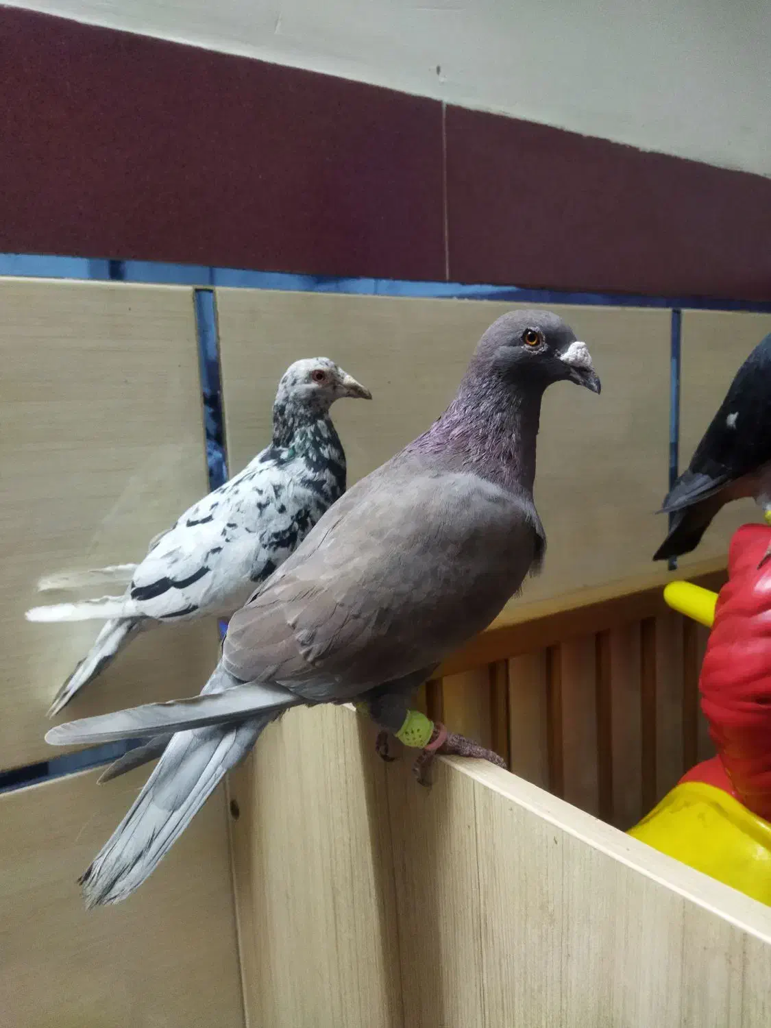 کبوتر قرمزی نر مست|پرنده|خاوران, |دیوار