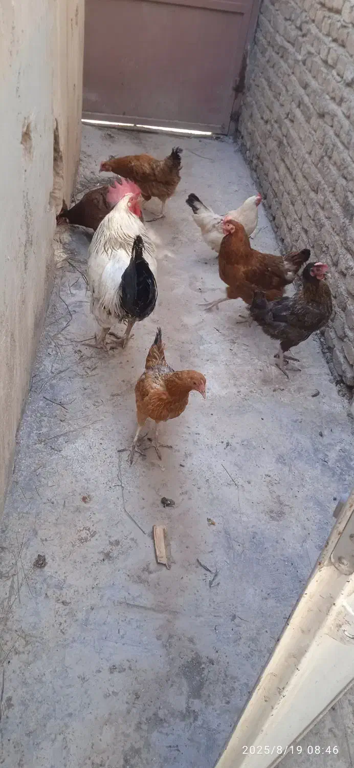 فروش خروس و مرغ|حیوانات مزرعه|علیآباد کتول, |دیوار