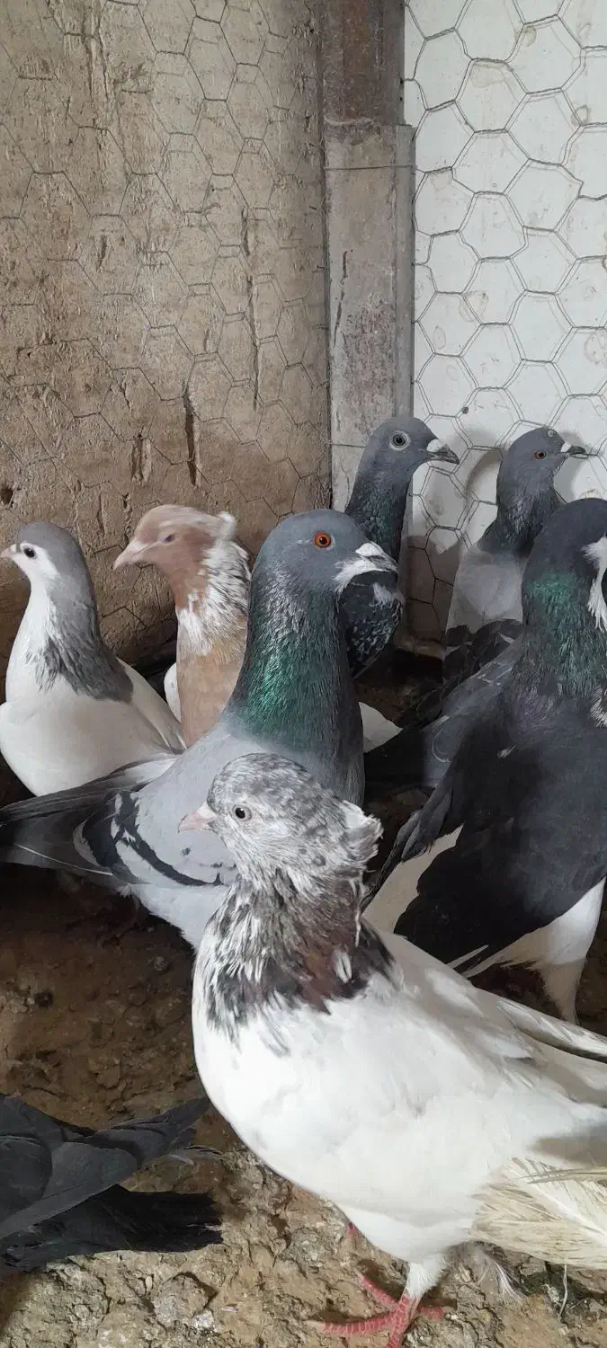 ۳۰تا کفتر بوم زدوخوردی تبعیدی|پرنده|مشهد, کوشش|دیوار