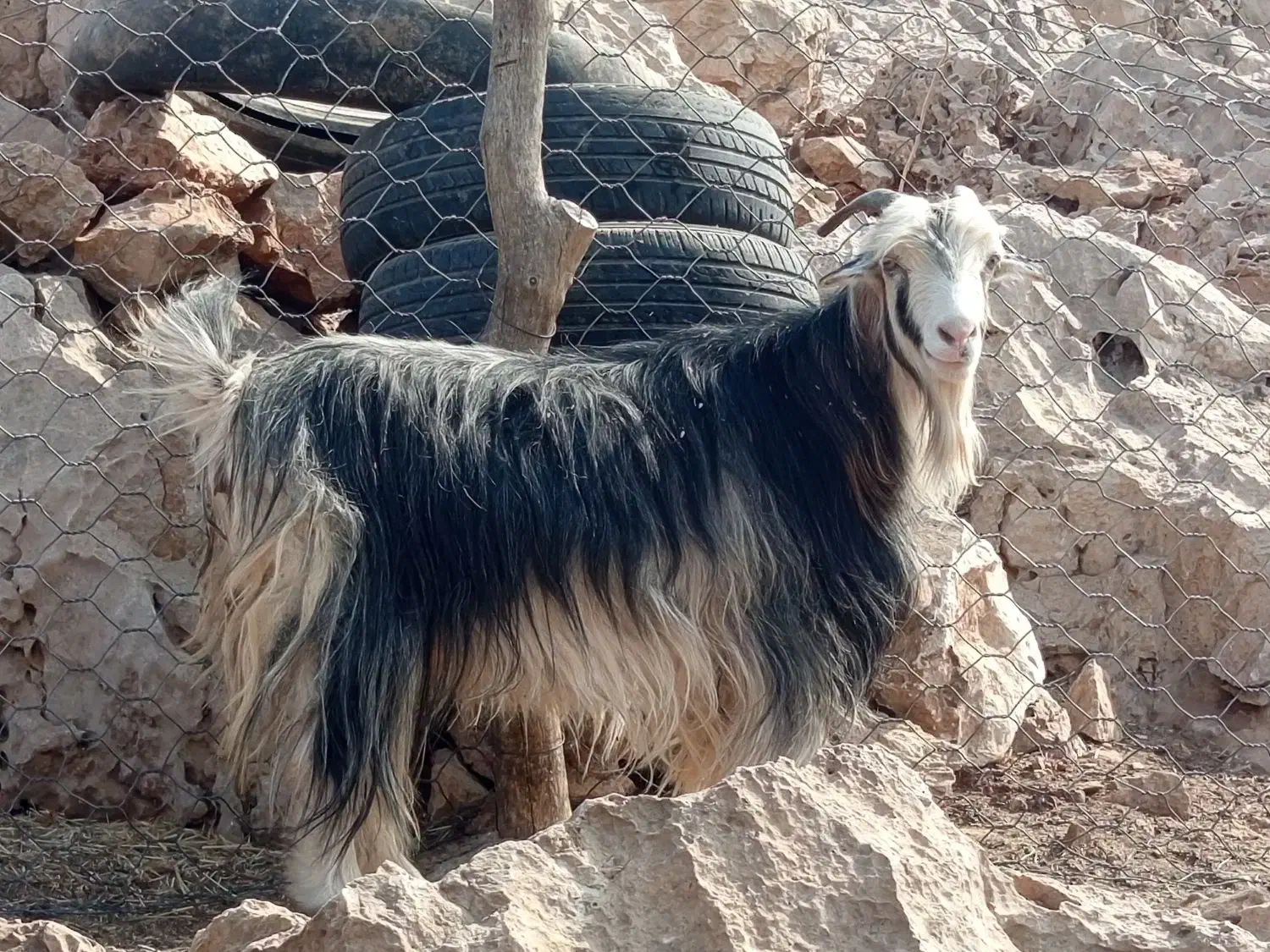 بز جوان|حیوانات مزرعه|ایذه, |دیوار